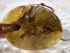 Amber pendant big size2 